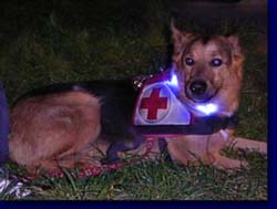 collier lumineux Leuchtie pour les brigades canines