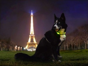 Un collier de sécurité pour chien