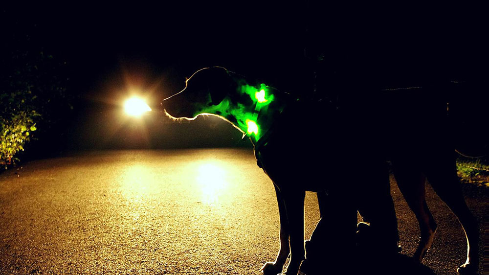 Le collier LED LEUCHTIE garantit la plus grande sécurité possible pour les chiens et les humains