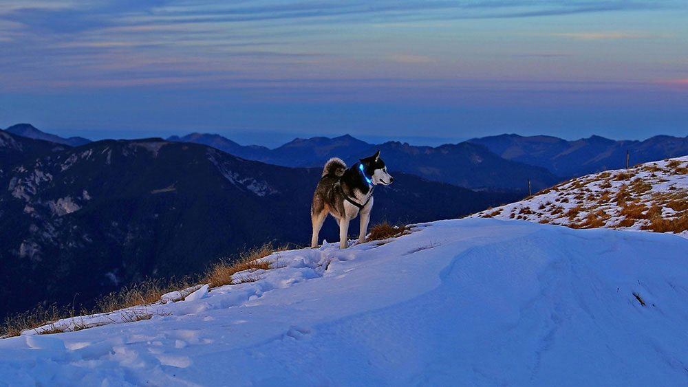 Chien avec collier lumineux LED LEUCHTIE dans les Alpes enneigées