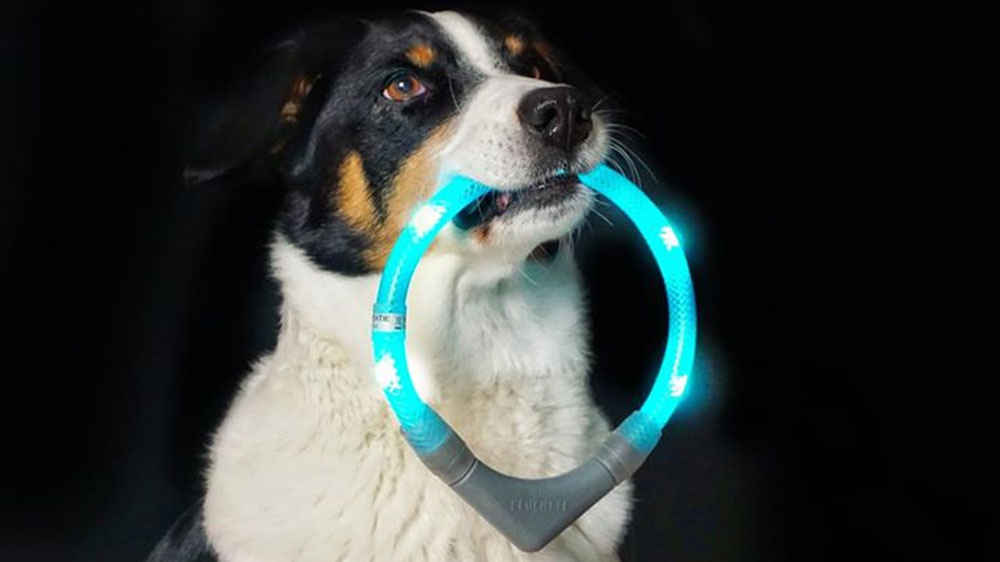Collier lumineux LED LEUCHTIE récupéré par un chien