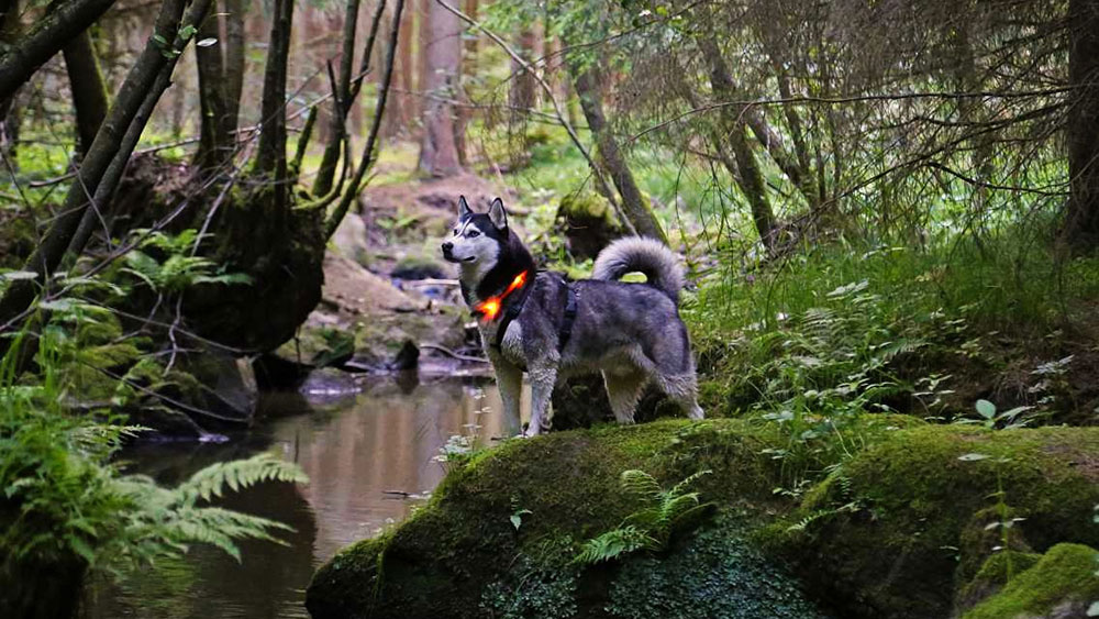 Promenez-vous dans la forêt avec le collier lumineux LED LEUCHTIE