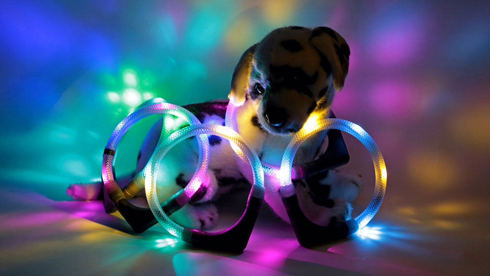 Le collier lumineux LED LEUCHTIE est également disponible en de nombreuses variantes bicolores